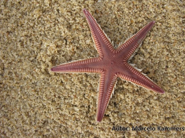 Astropecten cingulatus